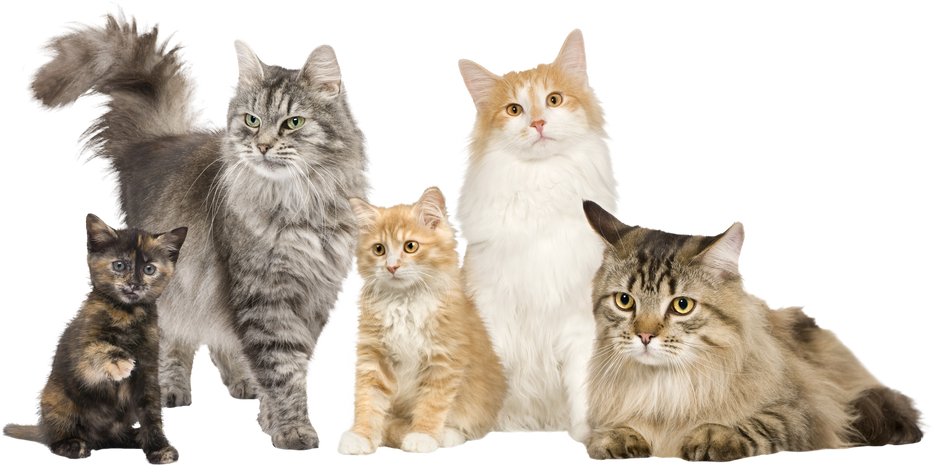 Group of 5 Cats in a Row : Norwegian, Siberian and Persian Cat