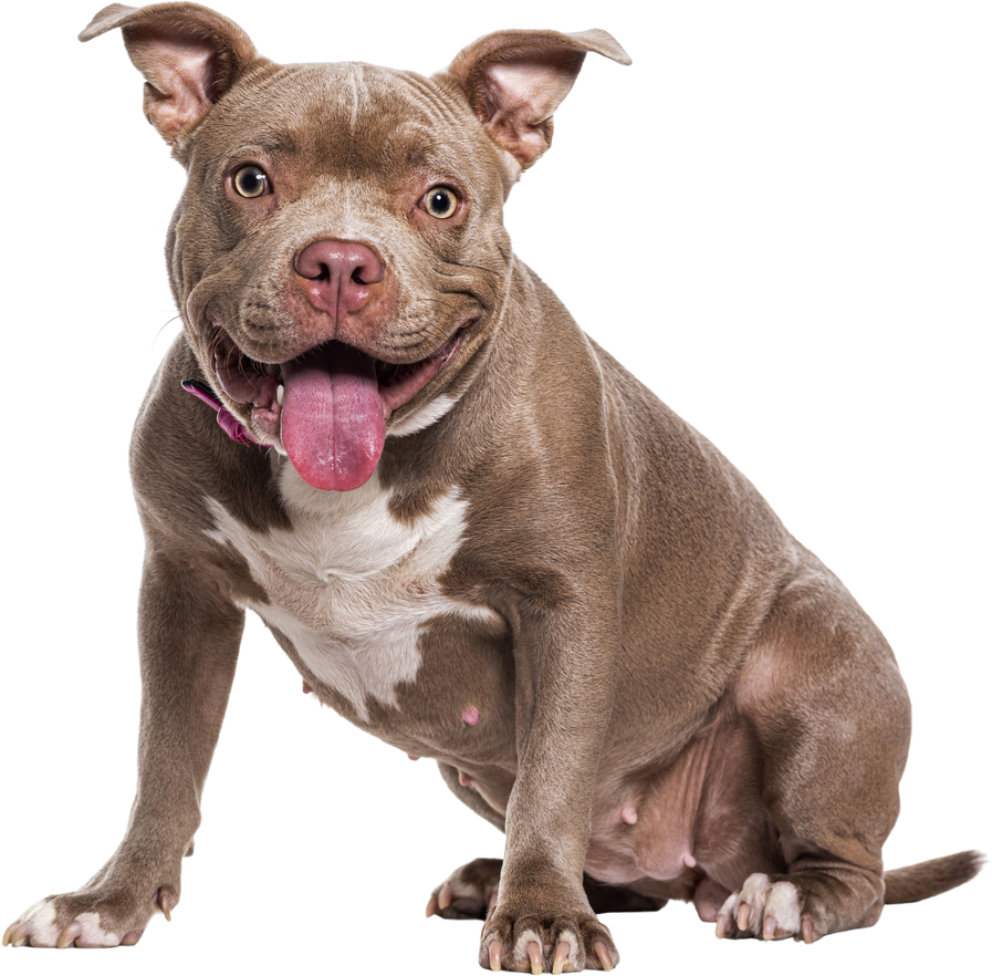 Sitting American Bully panting, isolated on white