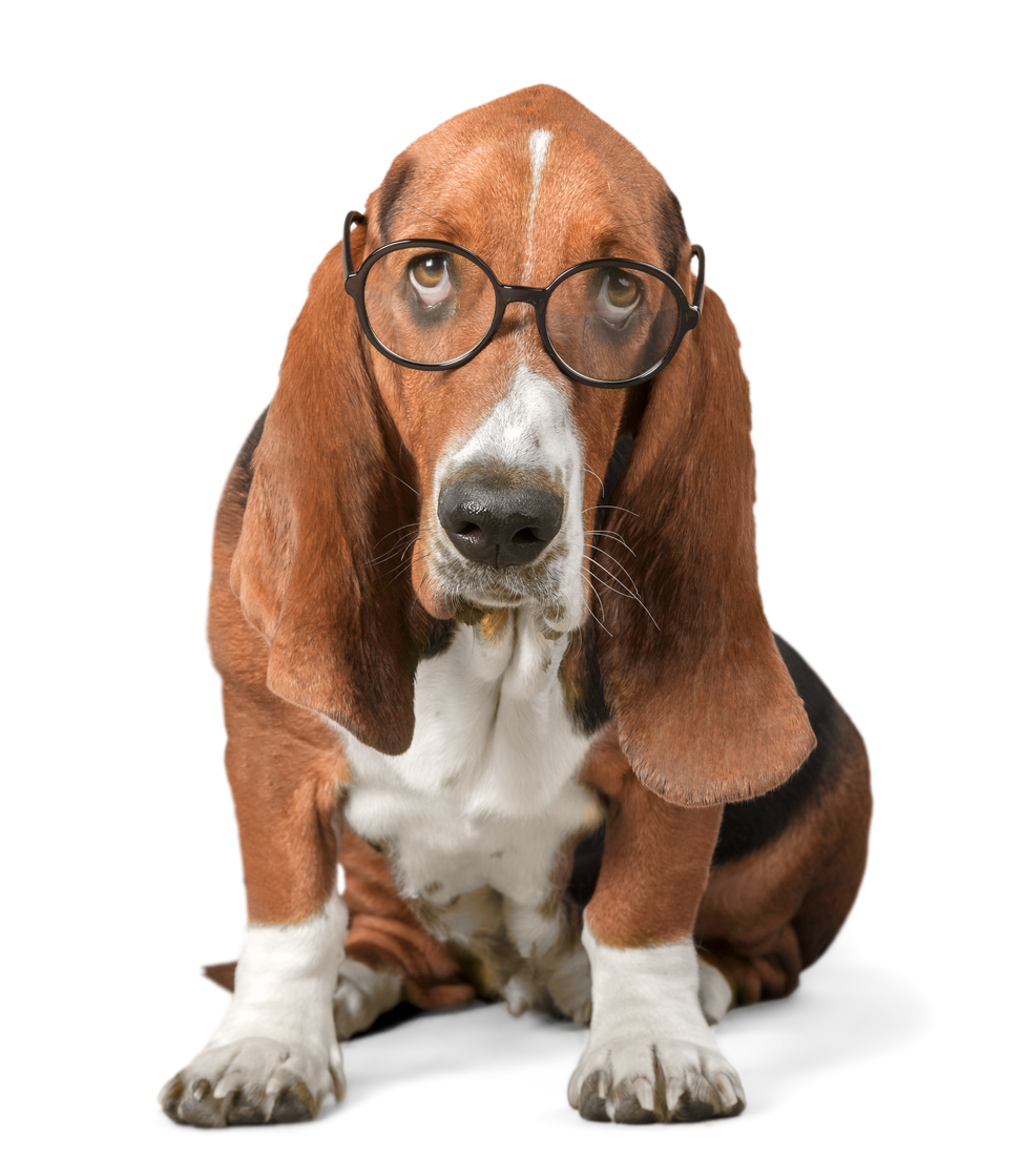 Dog with Glasses